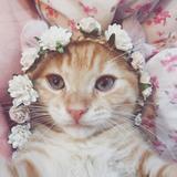 (Category: ) located in . Submitted by haylda (Listing ID 1377175534, Image 1). Description: .