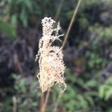 （分類：）位於 。 由 verushka64 提交（商品編號 1357818119，圖片 1）。簡介： 。