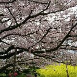 （分類：）位於 。 由 cacahhww 提交（商品編號 1285430238，圖片 1）。簡介： 。