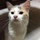(Category: ) located in . Submitted by thecatgirl (Listing ID 1454028690, Image 1). Description: .