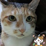 由 kandinskyp (刊登 ID 87182886，圖片 1) 提交，位於 的 (類別：)，說明：。