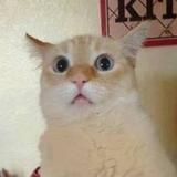 (Category: ) located in . Submitted by thefeline (Listing ID 1233298036, Image 1). Description: .
