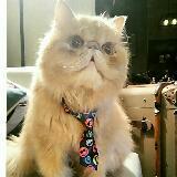 (Category: ) located in . Submitted by harvard_cat (Listing ID 1139597282, Image 1). Description: .