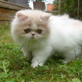 (Category: ) located in . Submitted by persiancats_ (Listing ID 1374258499, Image 1). Description: .