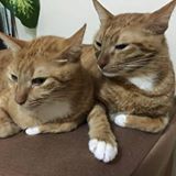 （分類：）位於 。 由 win_win_irene 提交（商品編號 1280626719，圖片 1）。簡介： 。