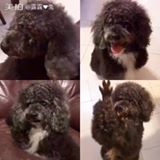 (分類:)位於 。 由 bibedee 提交(商品編號 1141062145,圖片 1)。簡介: 。