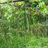 (Category: ) located in . Submitted by jumen (Listing ID 1349107242, Image 1). Description: .