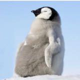 （分類：）位於 。 由 penguinbb 提交（商品編號 1210564796，圖片 1）。簡介： 。