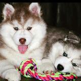 （分類：）位於 。 由 sweetyhusky 提交（商品編號 1385147205，圖片 1）。簡介： 。