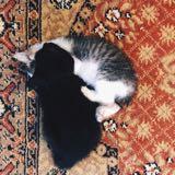 (Category: ) located in . Submitted by syamimiis (Listing ID 1459011838, Image 1). Description: .