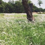 (Category: ) located in . Submitted by auyong63 (Listing ID 1456019861, Image 1). Description: .