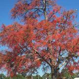(Category: ) located in . Submitted by cpfrs (Listing ID 1354641131, Image 1). Description: .