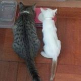 （分類：）位於 。 由 waiching83 提交（商品編號 1364010260，圖片 1）。簡介： 。