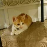 由 linelvis (刊登 ID 1384434237，圖片 1) 提交，位於 的 (類別：)，說明：。