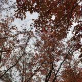 (Category: ) located in . Submitted by supermammy (Listing ID 1281271412, Image 1). Description: .
