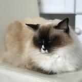 （分類：）位於 。 由 ragdollcatz 提交（商品編號 154763276，圖片 1）。簡介： 。