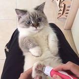 (Category: ) located in . Submitted by munchkin92 (Listing ID 105159632, Image 1). Description: .