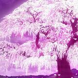 (Category: ) located in . Submitted by snowfriends (Listing ID 1357835641, Image 1). Description: .