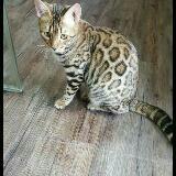(Category: ) located in . Submitted by edenofcats (Listing ID 44065866, Image 1). Description: .