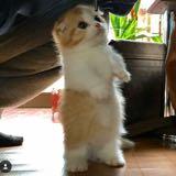 (Category: ) located in . Submitted by FQHow (Listing ID 1292410175, Image 1). Description: .