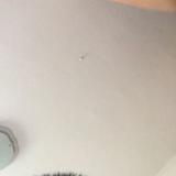 (Category: ) located in . Submitted by cuddlepudding (Listing ID 1365891293, Image 1). Description: .