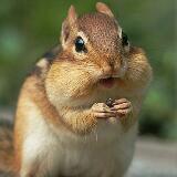 (Category: ) located in . Submitted by chipmunksz (Listing ID 1370864576, Image 1). Description: .
