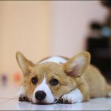 (Category: ) located in . Submitted by cpuppy (Listing ID 1378800345, Image 1). Description: .