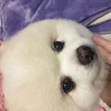 由 josephinetsai (刊登 ID 1382130210，圖片 1) 提交，位於 的 (類別：)，說明：。