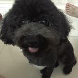 (分類:)位於 。 由 abbbe 提交(商品編號 1447012102,圖片 1)。簡介: 。