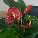 (Category: ) located in . Submitted by secl.ld (Listing ID 1380859925, Image 1). Description: .