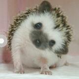 (Category: ) located in . Submitted by hedgehog. (Listing ID 1314844185, Image 1). Description: .