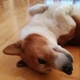 （分類：）位於 。 由 toffee_chan 提交（商品編號 1383167928，圖片 1）。簡介： 。