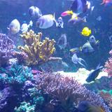 (Category: ) located in . Submitted by honolulugirl (Listing ID 1381548209, Image 1). Description: .