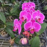 (Category: ) located in . Submitted by maitri27 (Listing ID 1381118293, Image 1). Description: .