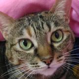 （分類：）位於 。 由 selllifetocat 提交（商品編號 1177174478，圖片 1）。簡介： 。