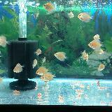 (Category: ) located in . Submitted by coolgear101 (Listing ID 1368752644, Image 1). Description: .