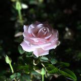 （分類：）位於 。 由 tsangd 提交（商品編號 209343049，圖片 1）。簡介： 。