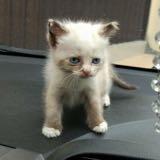 (Kategori: ) berada di . Dikirim oleh tooselective (ID iklan 1377015709, Gambar 1). Deskripsi: .