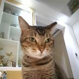 （分類：）位於 。 由 billyfunghk 提交（商品編號 1384552922，圖片 1）。簡介： 。