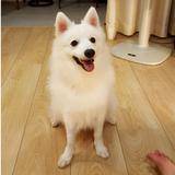 (Category: ) located in . Submitted by happypaws0201 (Listing ID 1380448089, Image 1). Description: .