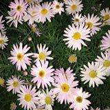 (Category: ) located in . Submitted by Hanns (Listing ID 1330594649, Image 1). Description: .