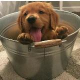 （分類：）位於 。 由 happydogdog 提交（商品編號 1283170838，圖片 1）。簡介： 。