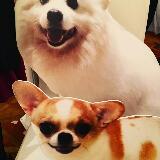 （分類：）位於 。 由 cherrychan0219 提交（商品編號 1364693979，圖片 1）。簡介： 。