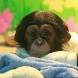 （分類：）位於 。 由 monkey430430 提交（商品編號 1346606817，圖片 1）。簡介： 。