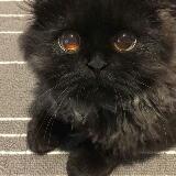 (Category: ) located in . Submitted by co_dy (Listing ID 98580416, Image 1). Description: .