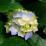 (分類:)位於 。 由 happymama17 提交(商品編號 1454867686,圖片 1)。簡介: 。