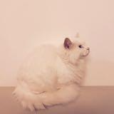 （分類：）位於 。 由 shoppingqueen.hk 提交（商品編號 1383899862，圖片 1）。簡介： 。
