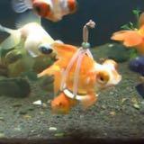 （分類：）位於 。 由 afishmrchan 提交（商品編號 1385470209，圖片 1）。簡介： 。
