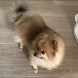 （分類：）位於 。 由 cassie0329 提交（商品編號 1368479243，圖片 1）。簡介： 。