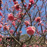 （分類：）位於 。 由 nola.nora 提交（商品編號 1300353252，圖片 1）。簡介： 。